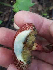 Xerocomellus fennicus