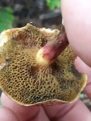 Xerocomellus fennicus