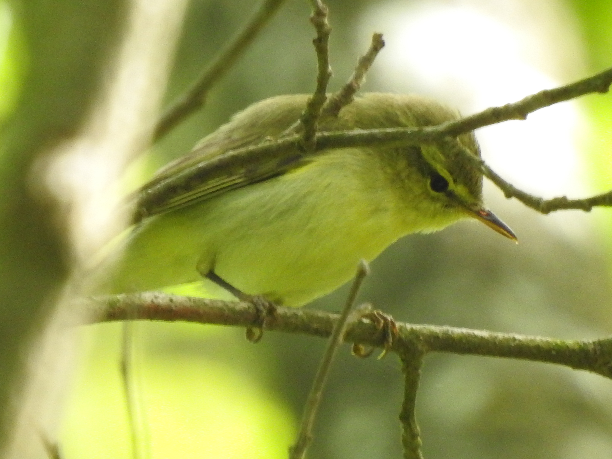 Green Warbler