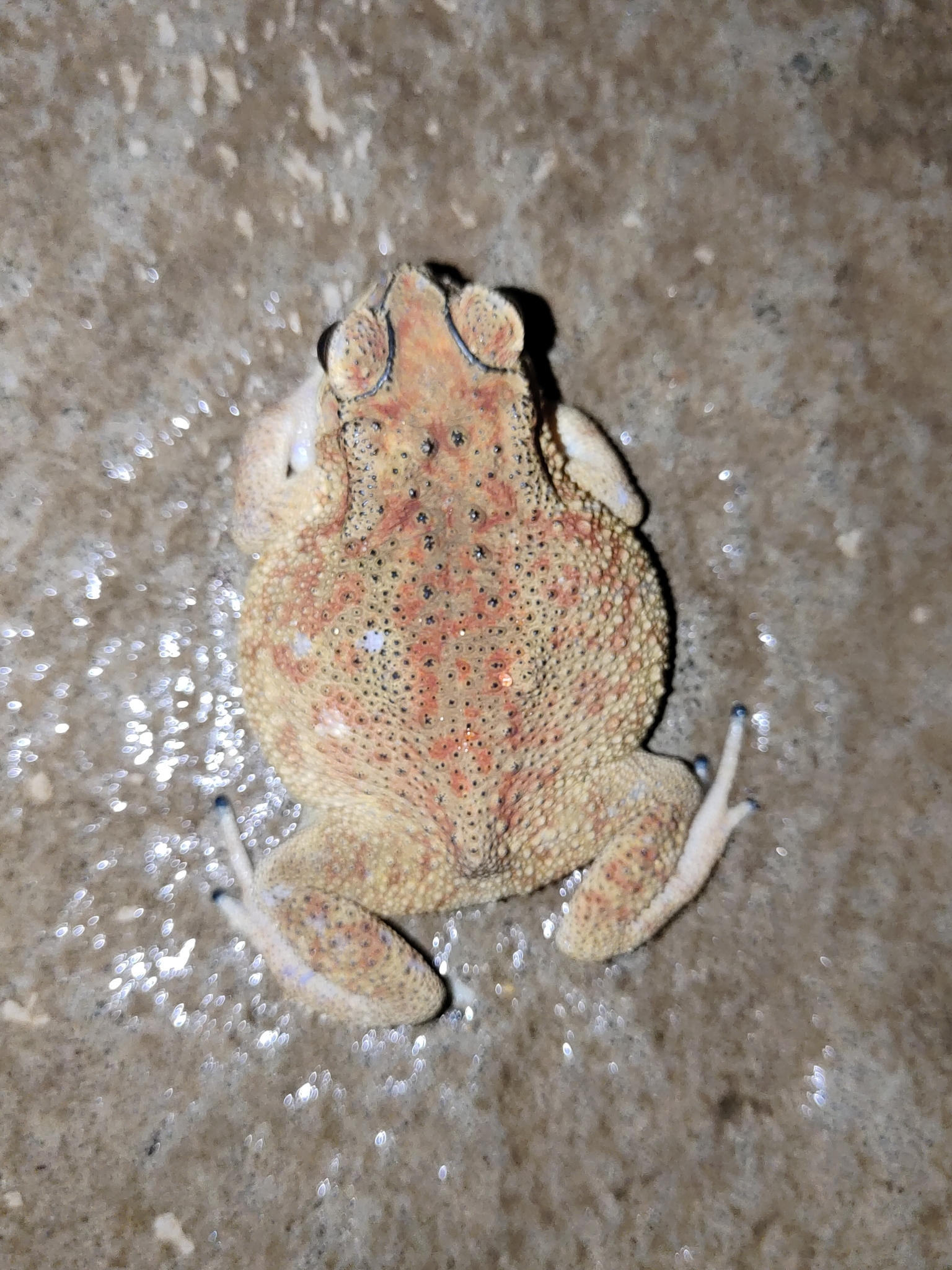 Indian Common True Toad