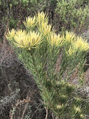 Leucadendron lanigerum lanigerum