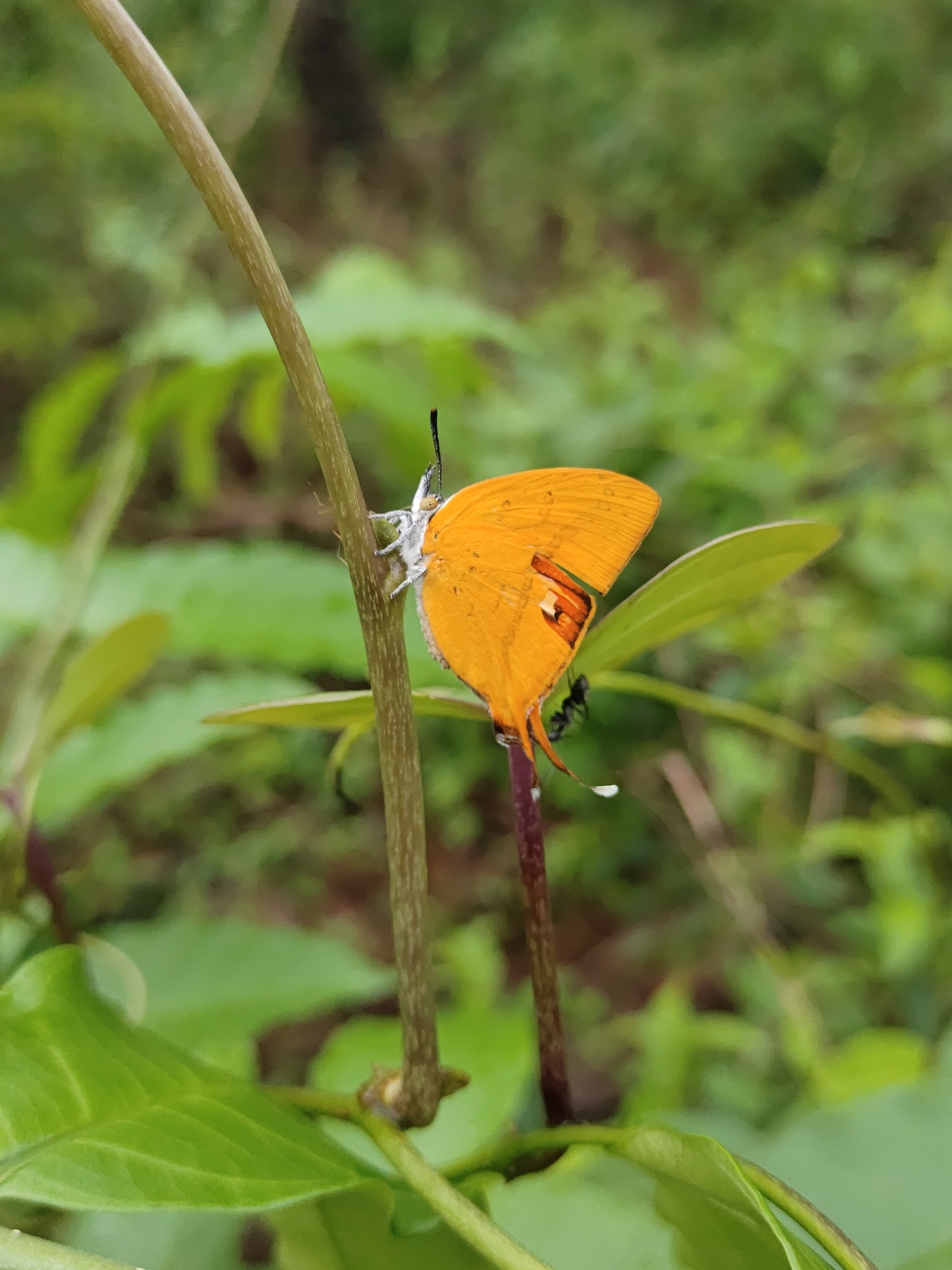 Yamfly