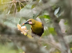 Psarocolius bifasciatus