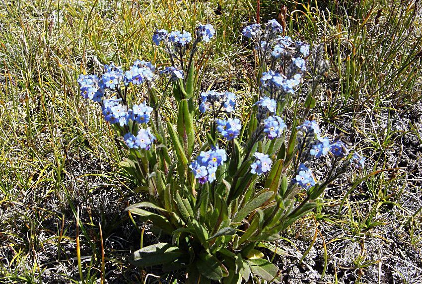 Myosotis