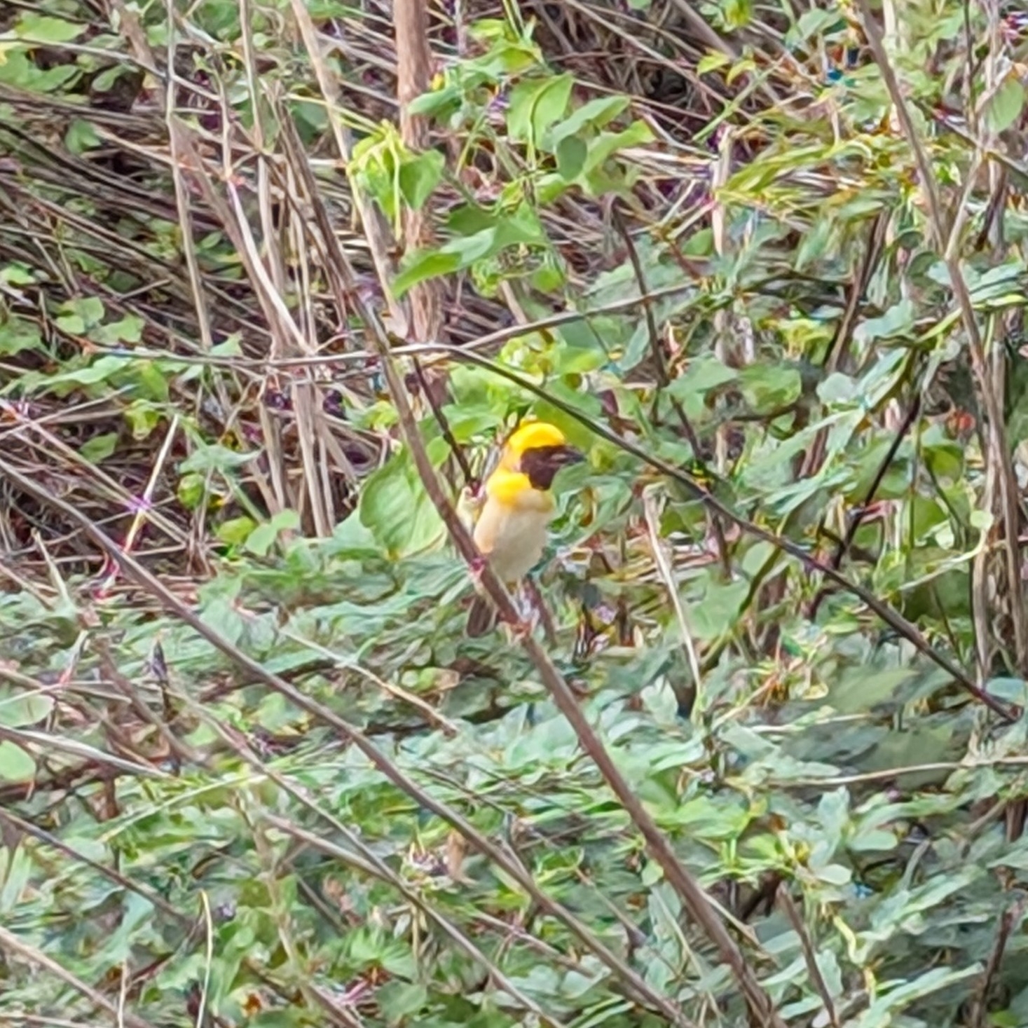 Baya Weaver