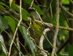 Myiothlypis