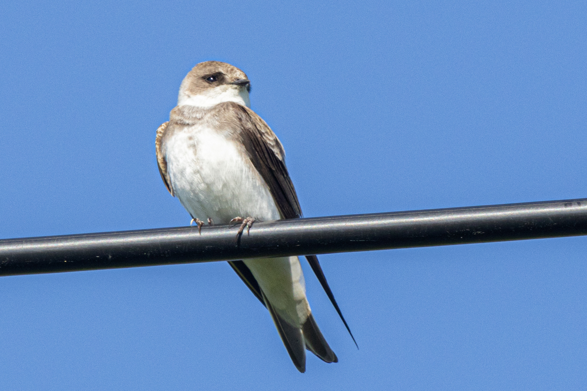 Pale Martin (Riparia diluta), photo 5