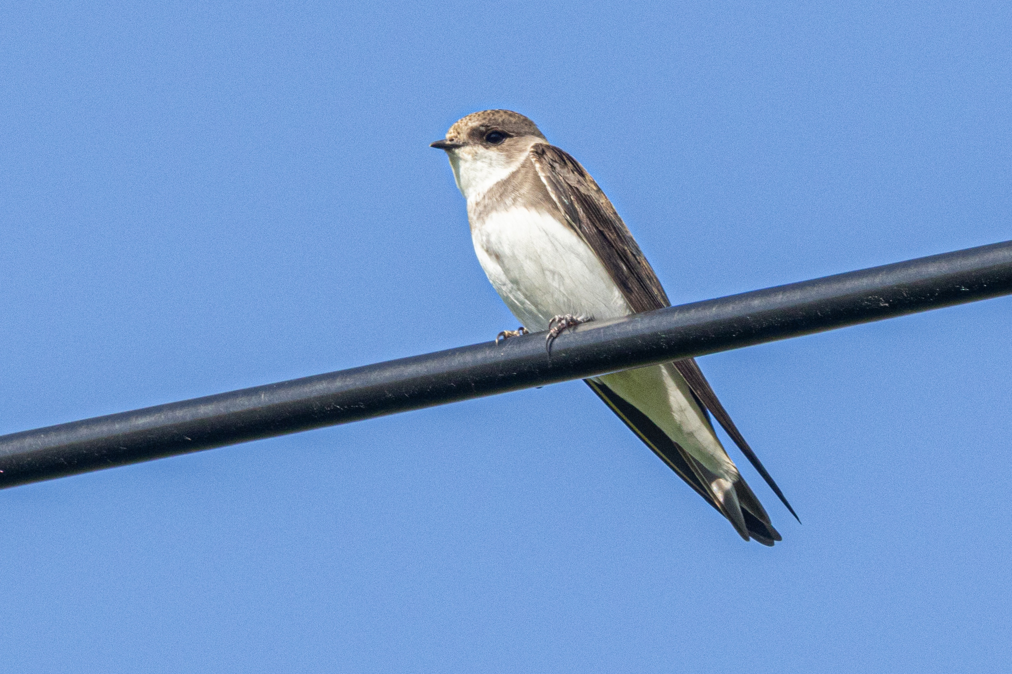 Pale Martin (Riparia diluta), photo 6