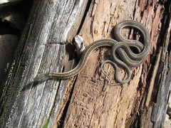 Thamnophis errans