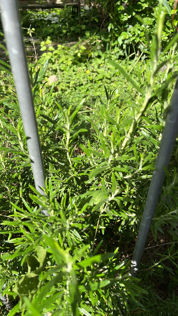 Rosmarinus officinalis