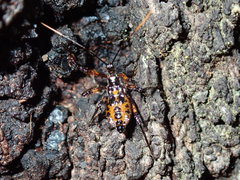 Austrovelinus varius