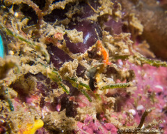 Hippocampus pontohi