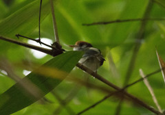 Poecilotriccus albifacies