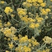 Helichrysum revolutum - Photo (c) mdayin, μερικά δικαιώματα διατηρούνται (CC BY-NC), uploaded by mdayin