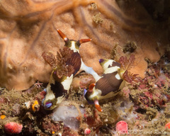 Nembrotha chamberlaini