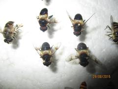Eristalis himalayensis