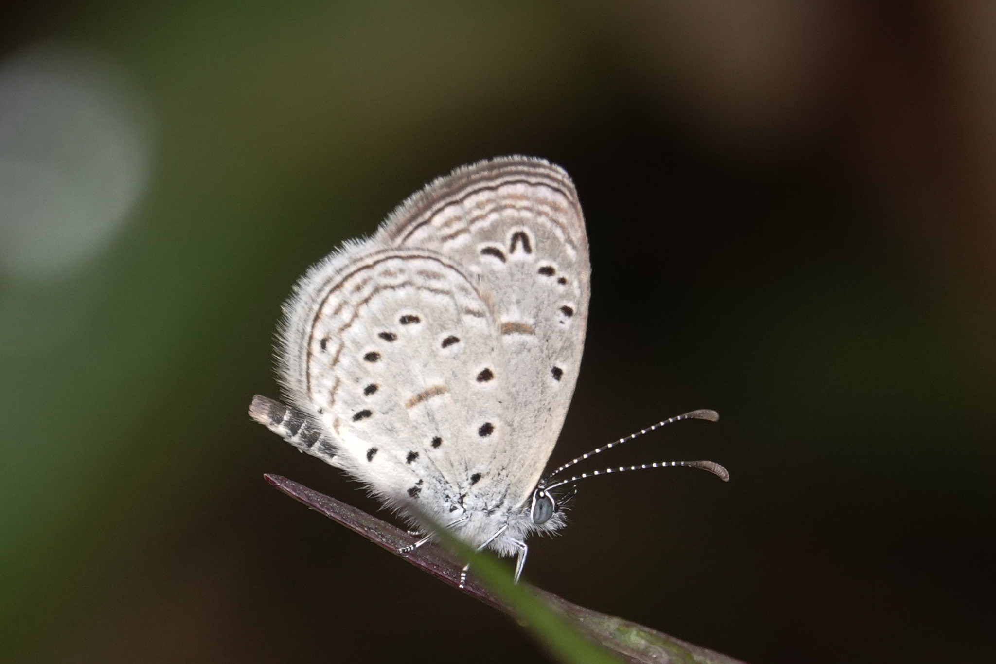 Tiny Grass Blue