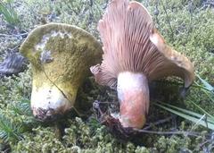 Hypomyces luteovirens