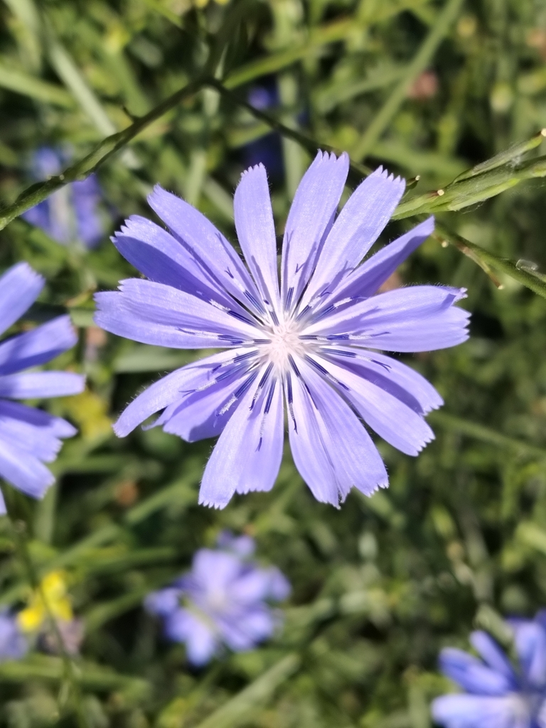 Cichorium intybus