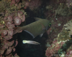 Pempheris oualensis