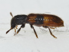 Thriocerodes