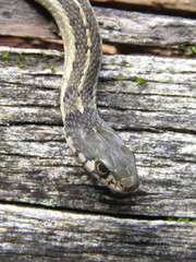 Thamnophis errans