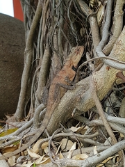 Calotes versicolor