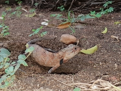Calotes versicolor