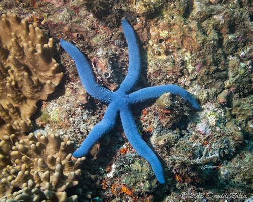 Blue Linckia, photo 3 of 7