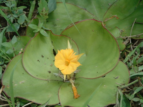 Costus spectabilis image