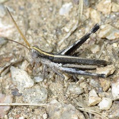 Acantherus piperatus
