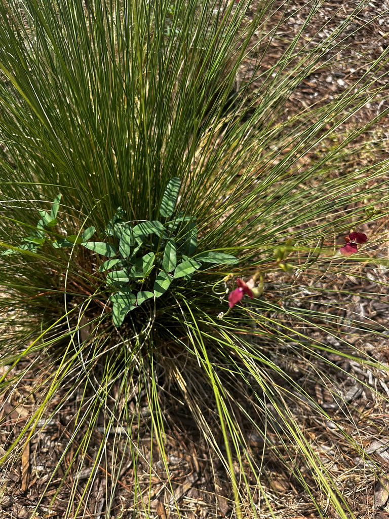 Phaseolus