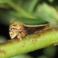 Stictopelta marmorata