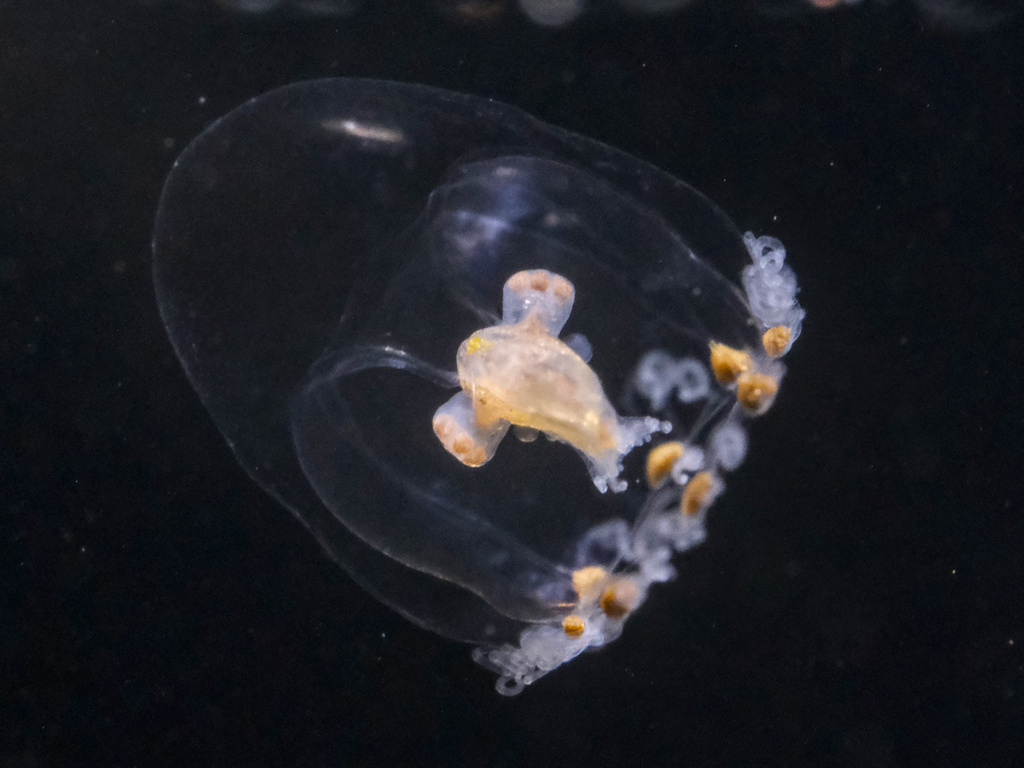 Rathkea octopunctata