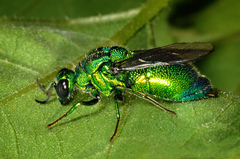 Chrysidoidea