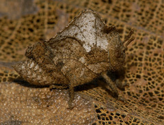 Teratodes monticollis