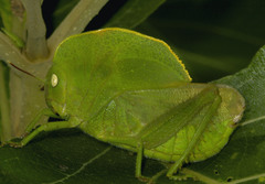 Teratodes monticollis