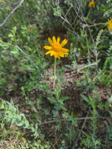 Arnica fulgens, photograph 6