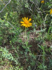 Arnica fulgens, photograph Ian Lane, CC BY, iNaturalist via GBIF