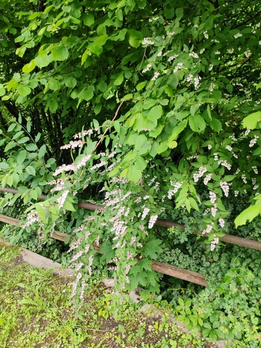 Deutzia (Deutzia scabra)