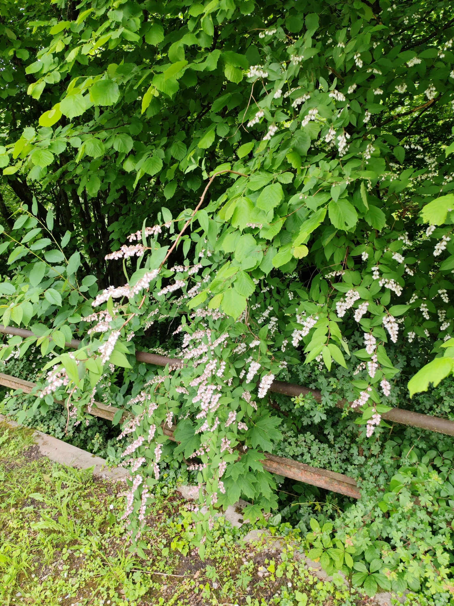 Deutzia (Deutzia scabra)