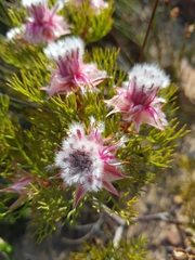 Serruria rosea