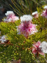 Serruria rosea