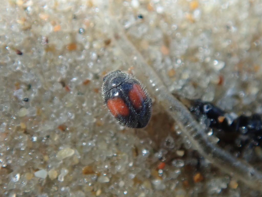 Minute two-spotted ladybird