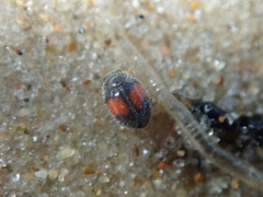 Diomus notescens