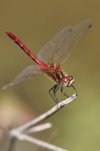 Striped Meadowhawk