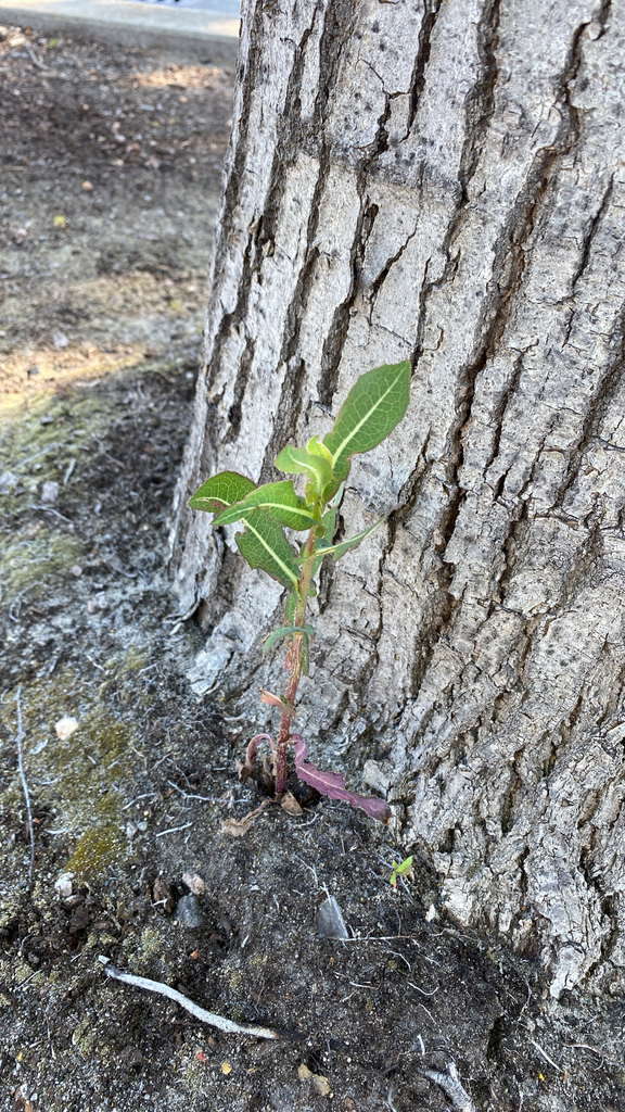 Lactuca sativa