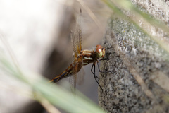 Sympetrum pallipes