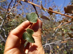 Fremontodendron californicum
