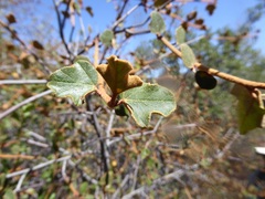 Fremontodendron californicum